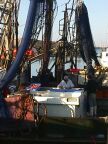 Sorting Prawns 2.JPG (67 KB)